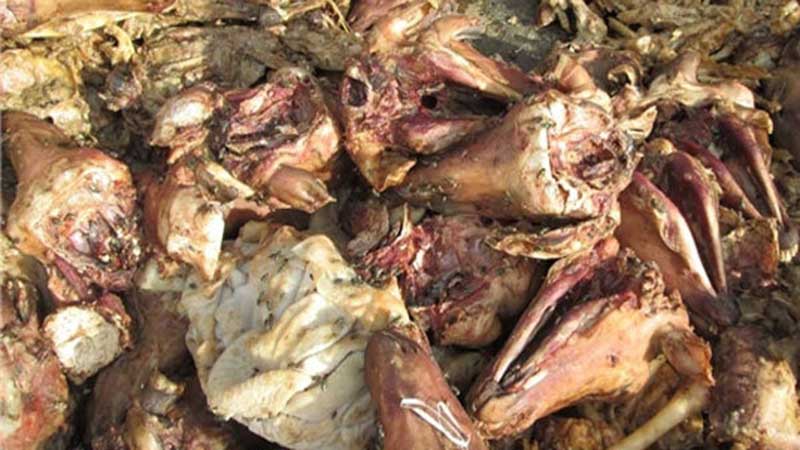 بخشدار کهریزک: کشف ۶تُن کله پاچه و جگر غیربهداشتی در جنوب تهران/۳سردخانه پلمب شد