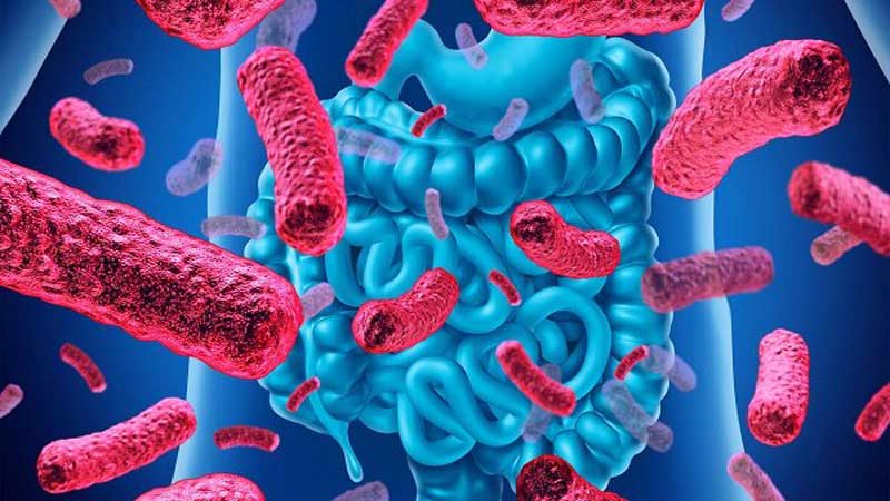 موفقیت محققان پژوهشگاه بیوتکنولوژی؛ جداسازی باکتری‌های پروبیوتیک از منابع مختلف دام و طیور