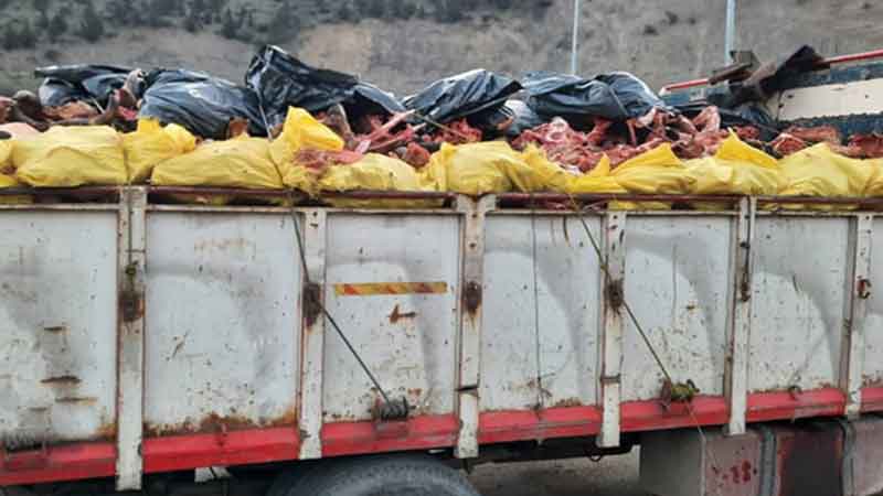 معدوم سازی بیش از ۴ تن اسکلت دام بزرگ در سوادکوه