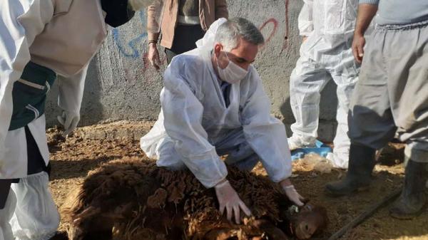  همزمان با روز بسیج مستضعفین انجام شد؛ بازدید میدانی مدیر کل دامپزشکی استان از دامداری های اطراف مشهد و نظارت بر انجام واکسناسیون رایگان دام ها