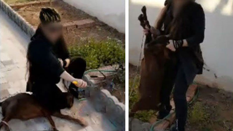 جولان خانم‌ قصاب های تهرانی با ذبح وحشیانه حیوانات / فقط 500 هزار تومان