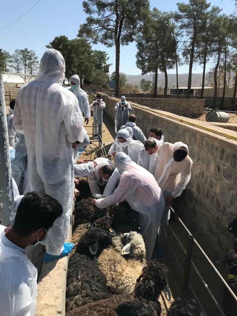 بهداشت یار دام عشایر