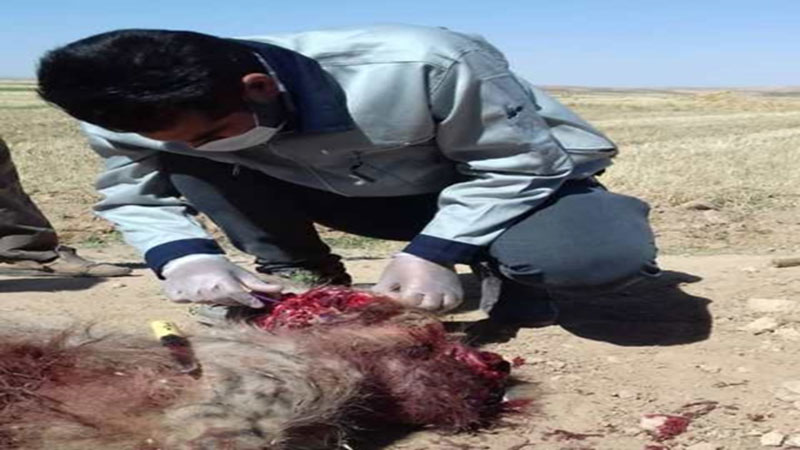 اقدامات فنی دامپزشکی متعاقب حمله کفتار به یک روستا در اسفراین