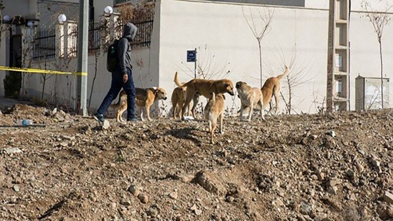 جمع‌‌آوری بیش از یک‌هزار قلاده سگ‌ بلاصاحب در شهرستان دماوند