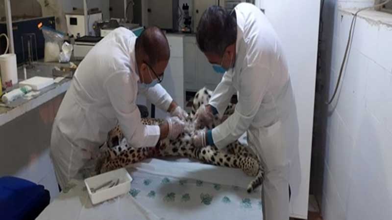 رئیس اداره دامپزشکی شهرستان کهگیلویه: علت مرگ یک قلاده پلنگ در منطقه حفاظت شده خائیز مشخص شد