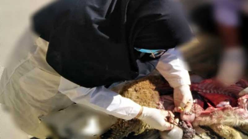 کالبدگشایی یک رأس بز کوهی در سی سخت؛ انگل روده‌ای دلیل مرگ بز کوهی در منطقه حفاظت شده دنا بود