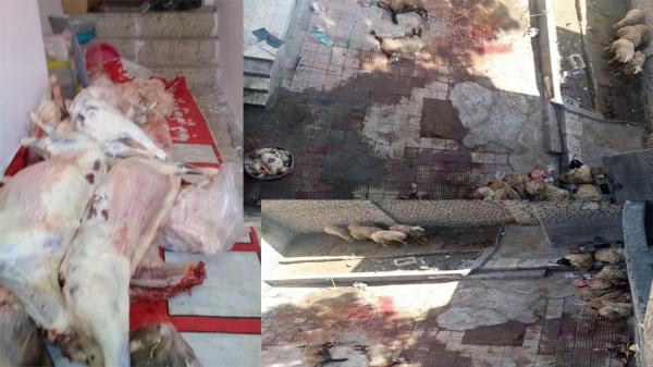 کشف و توقیف واحد کشتار و عرضه دام غیر مجاز در مشهد