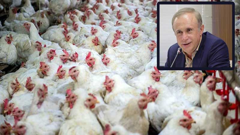 اهمیت «مرغ‌لاین» مانند تکنولوژی هسته‌ای است/ چرا سهم لاین «آرین» از 70 به نیم درصد رسید