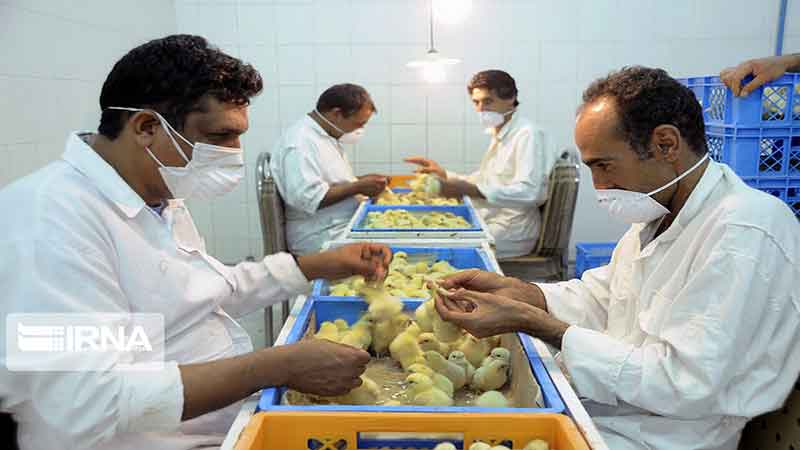 انجمن جوجه یکروزه اعلام کرد: برخورد قانونی با متخلفان معدوم‌سازی جوجه یکروزه