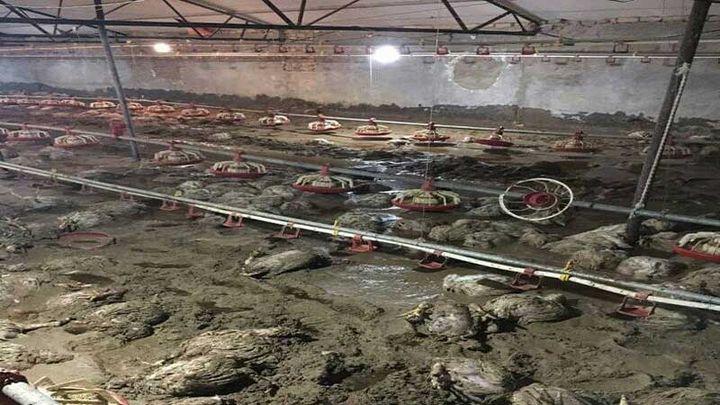 سیلاب ۲۴ هزار قطعه طیور را در داورزن تلف کرد