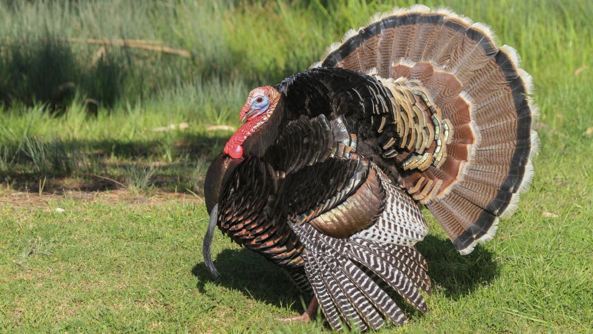 باغ پرندگان تفرجگاه عینالی تبریز تا اطلاع ثانوی تعطیل است