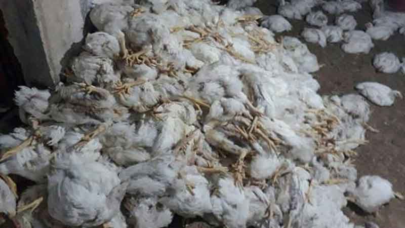 ۴۳ هزار قطعه جوجه گوشتی در خوشاب خراسان رضوی معدوم شد