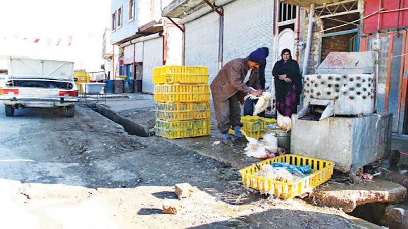 بازار عرضه گوشت سفید به صورت سنتی در سیستان و بلوچستان داغ تر از همیشه/اینجا عزمی برای جلوگیری از زنده فروشی طیور نیست