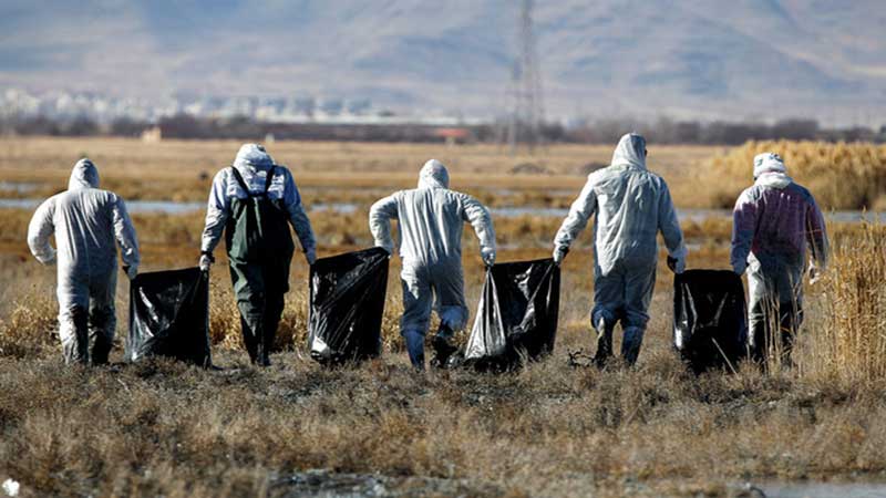 سازمان جهانی بهداشت حیوانات تایید کرد: شیوع آنفلوانزای فوق حاد پرندگان در قسمت هایی از آسیا