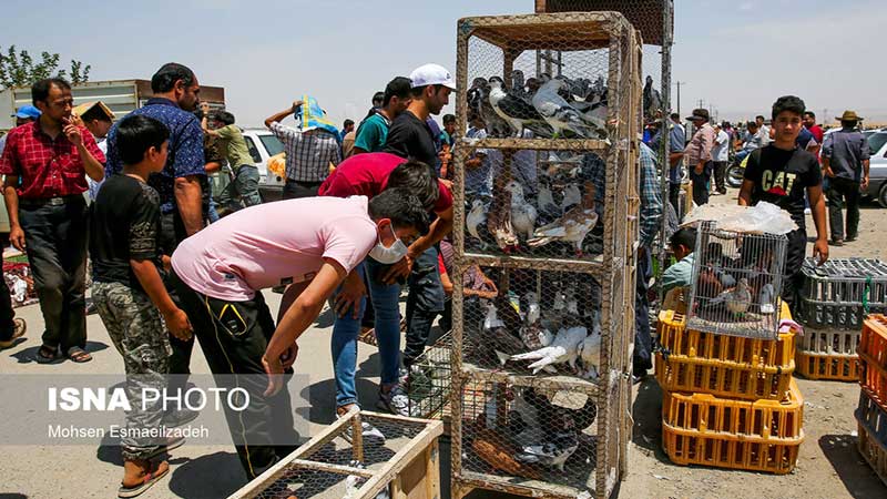 گلایه از استمرار تعطیلی بازار پرندگان مشهد به علت کرونا