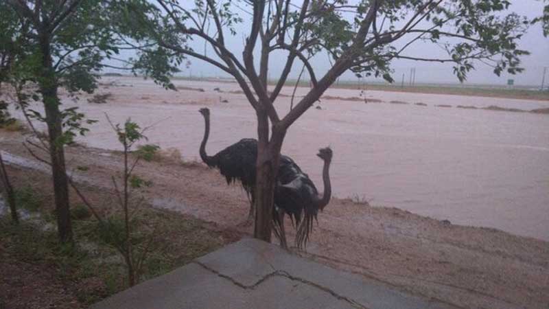 تلف شدن ۱۰۰ شترمرغ در خراسان جنوبی بر اثر سیلاب