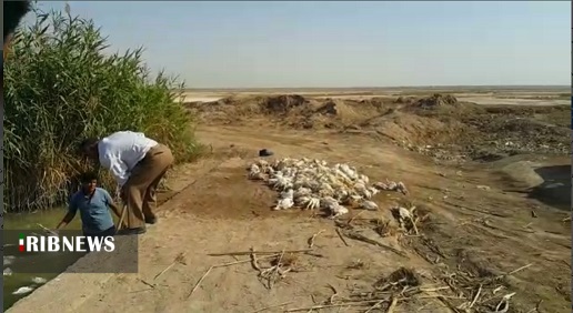 مرغ هایی که در آب رها شدند بی جانند یا زنده ؟