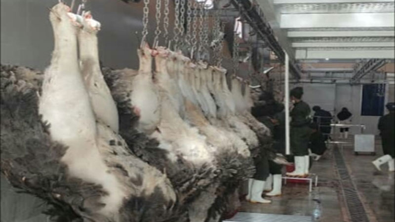 آغاز به کار اولین کشتارگاه صنعتی شتر مرغ در خراسان جنوبی 