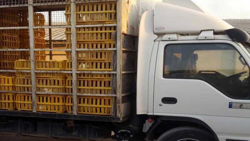 سه محموله مرغ زنده در بیجار توقیف شد