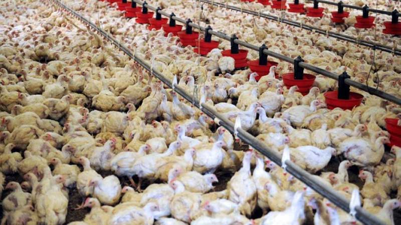کرونا موجب کاهش ۴۰ درصدی تولید مرغ گوشتی در یزد شد