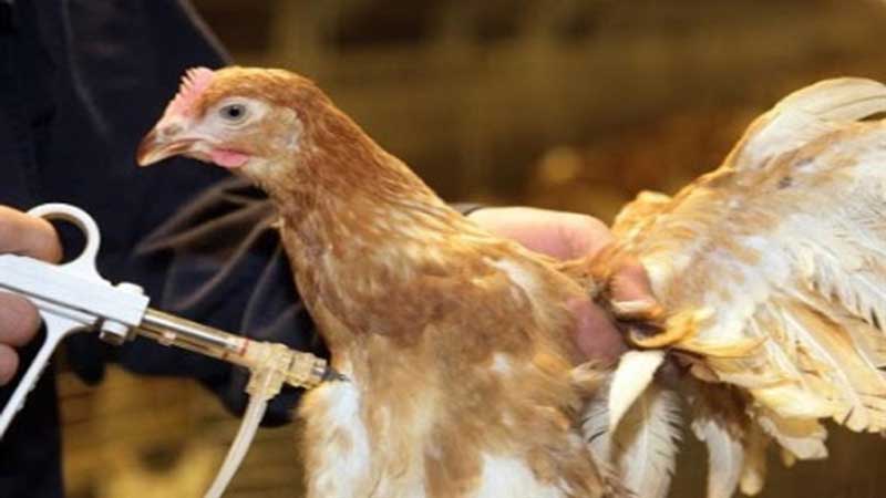 در بودجه ۱۴۰۲ تعیین شد؛ عوارض واردات «سموم و داروهای دامپزشکی» یک تا ۲.۵ درصد