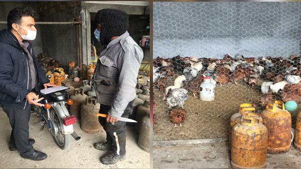 معرفی فرد متخلف به دادستانی توسط دامپزشکی بینالود