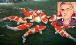 یادداشت؛ علیرضا کیهان پور: وقتی که یک 