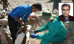 یادداشت؛ مسعود خیاطی: هر روز برای کارکنان سازمان دامپزشکی کشور روز ملی مبارزه با بیماری های مشترک بین انسان و دام است